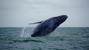 Boca Grande Tumaco