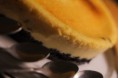 /album/fotogaleria/oreo-jpg/